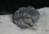 Two Large Enrolled NY Eldredgeops Trilobites #9208-3